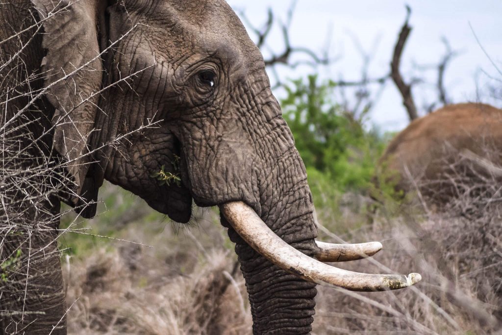 Kruger National Park - African Elephant