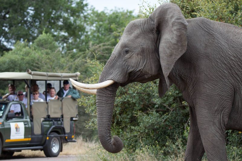 Elephant Safari Trip