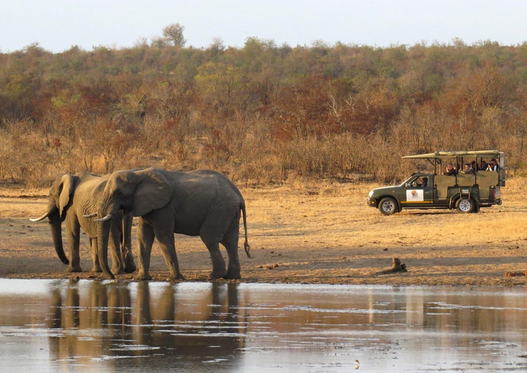 Exploring the Wonders of Kruger National Park