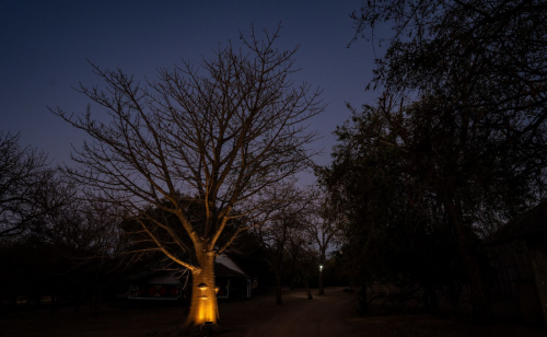 The Night Sounds of Timbavati