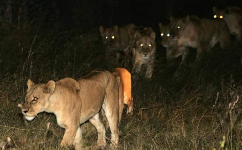Night Safaris in the Kruger National Park