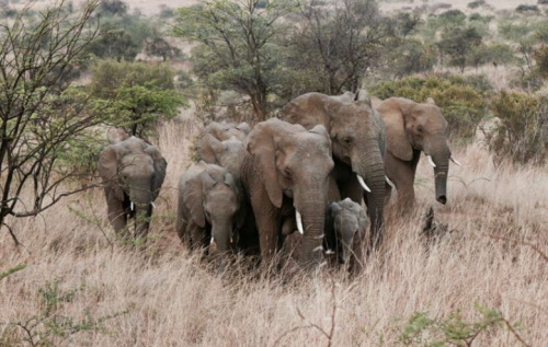Elephants of the Kruger Region