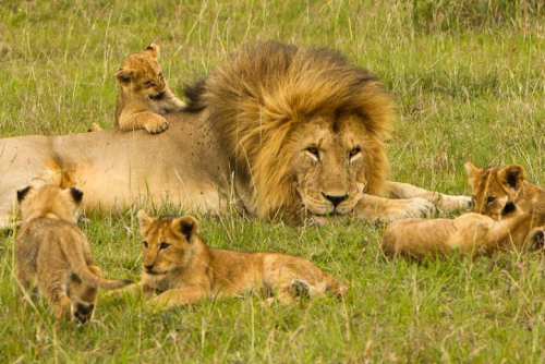 New Year in the Wild