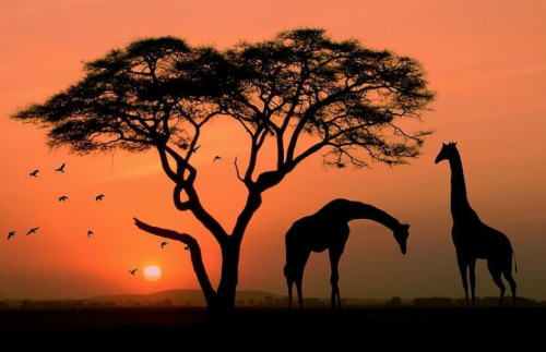 The Sounds of the Kruger Bush