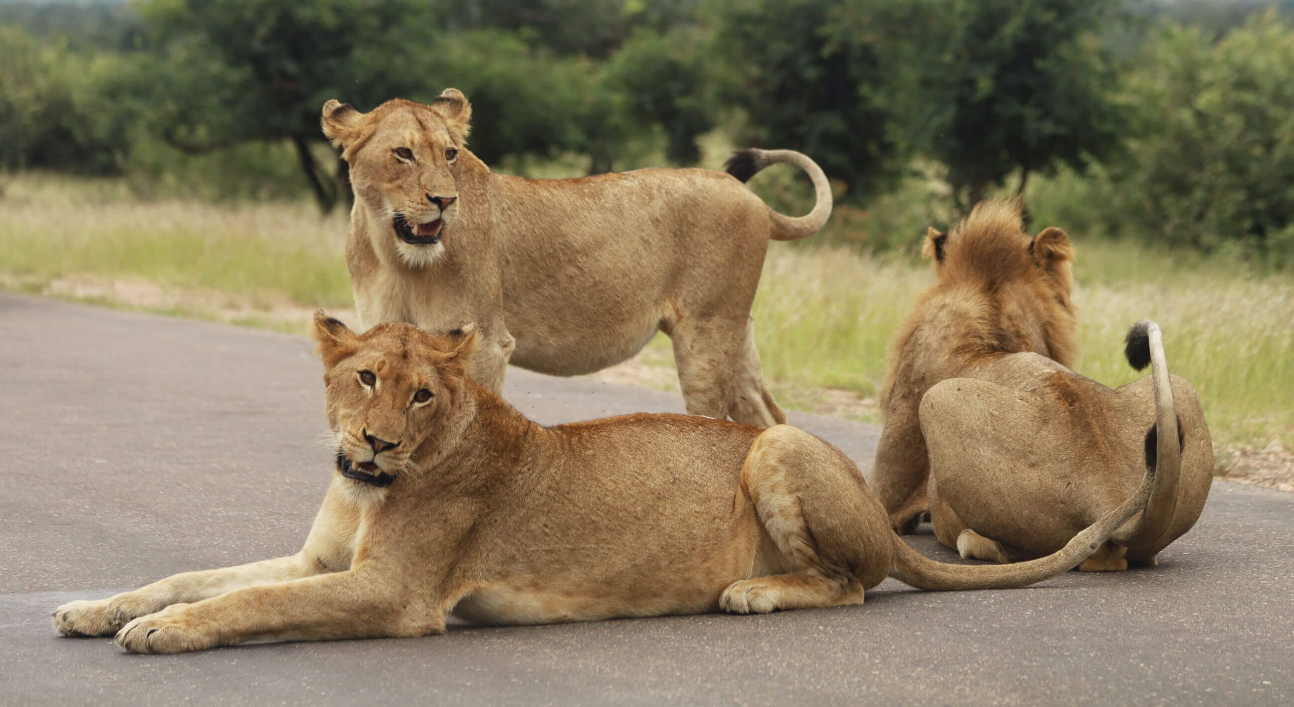 Accommodation At Timbavati Safari Lodge