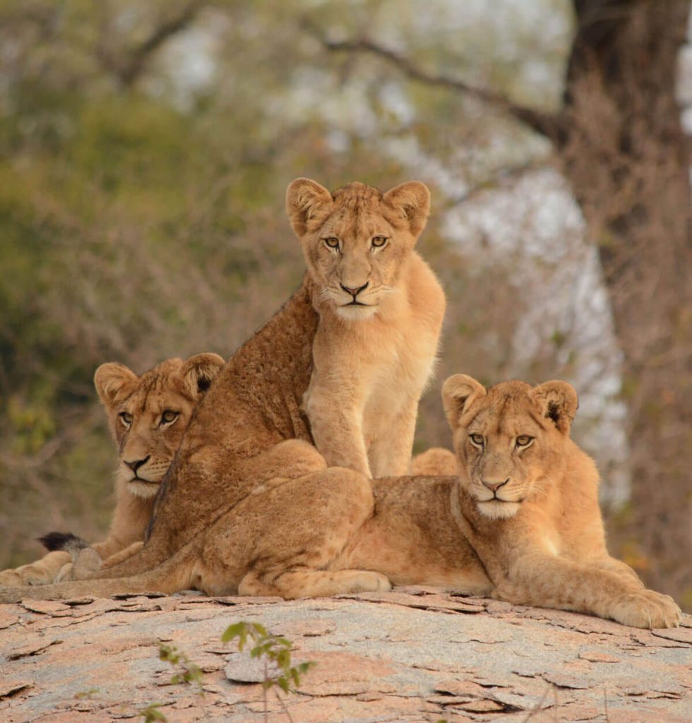 More About Timbavati 