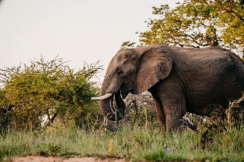 True African Bush Experience
