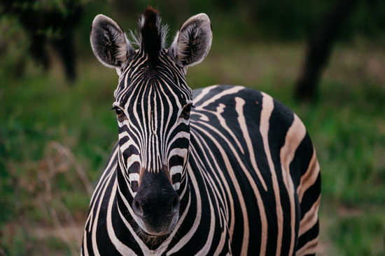 Safaris & Adventures