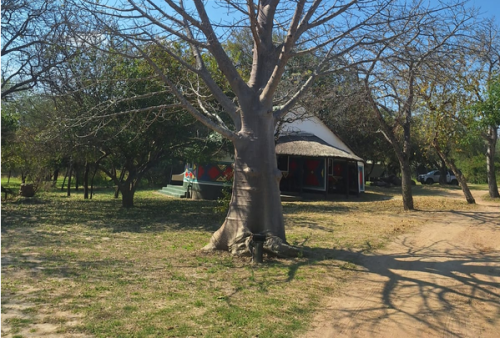 Trees That Tell the Story of Timbavati